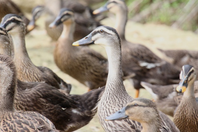 Bí quyết nuôi vịt trời 