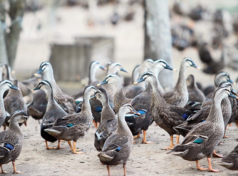 kỹ thuật nuôi vịt trời 