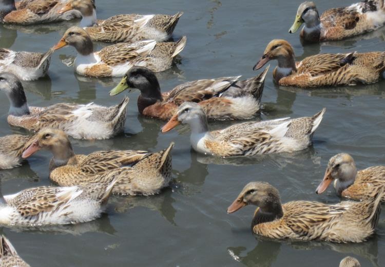 cách nuôi vịt trời thành công