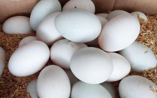 đặc điểm vịt siêu trứng