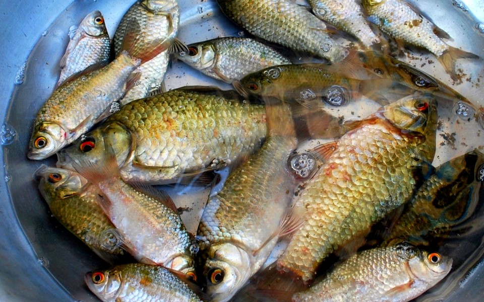 Địa chỉ mua cá diếc uy tín, giá tốt 