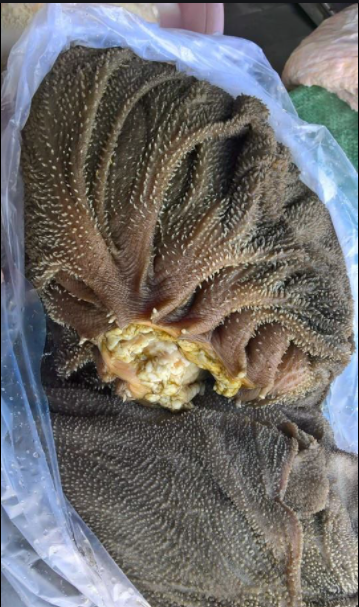 Sách bò là gì và sách bò ở bộ phận nào?