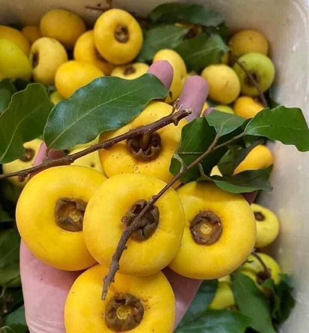 Địa chỉ mua quả thị thơm giá tốt tại Hà Nội