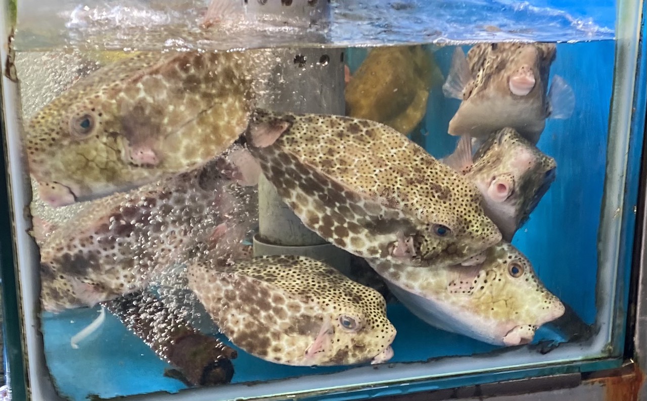 Cá bò hòm - Loài cá độc đáo ở vùng biển nhiệt đới