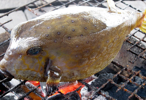 Cá bò hòm nướng mọi