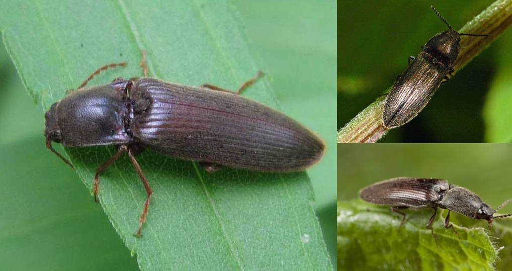 Cách bắt và chế biến con bổ củi làm thuốc