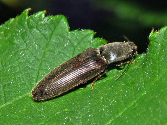 Địa chỉ mua bổ củi giá tốt tại Hà Nội