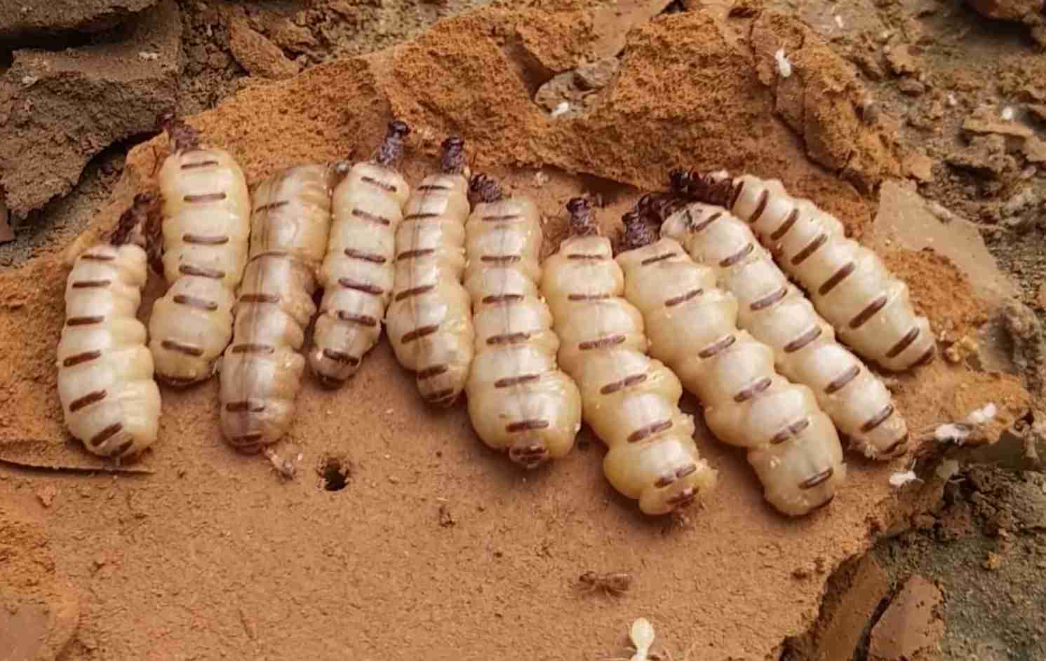 Mối chúa 1.8tr/1kg