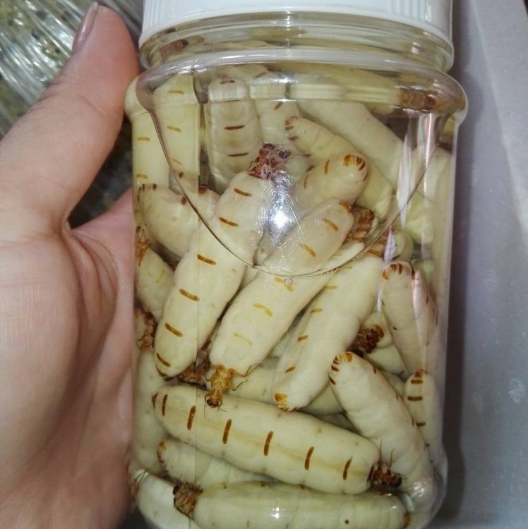 Ngâm mối chúa với rượu