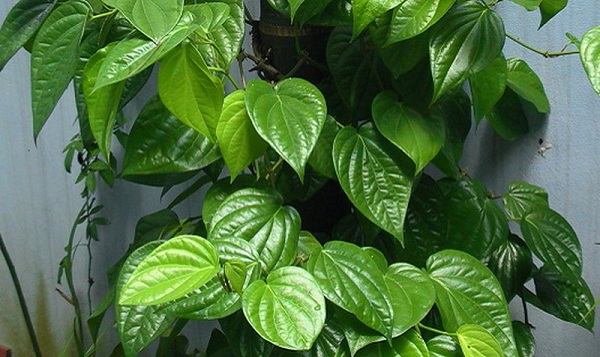 Khi dùng trầu không, bạn nên lưu ý những gì?