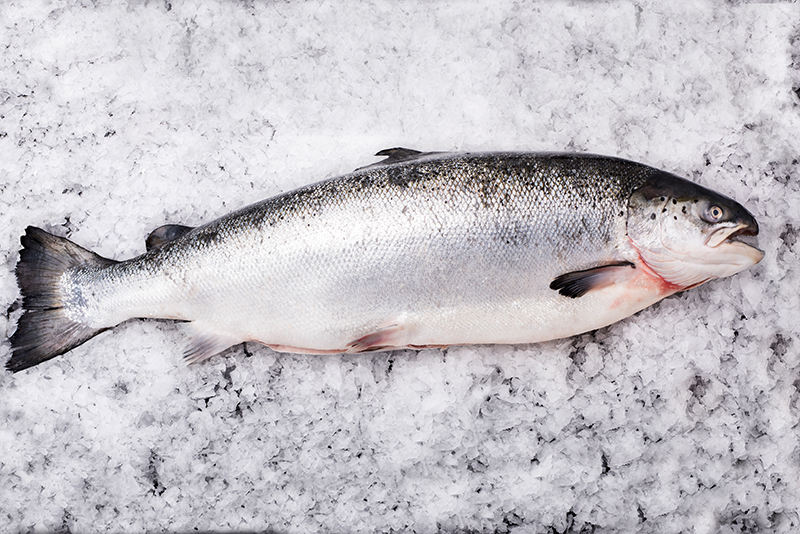 Cá hồi nguyên con - 420k/kg