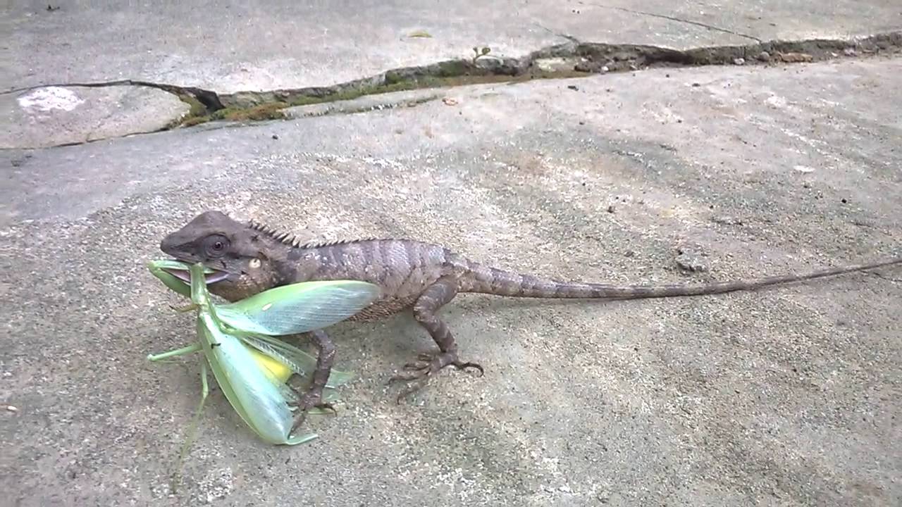 Giới thiệu về kỳ nhông