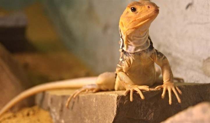 Mua kỳ nhông ở đâu tại Hà Nội?