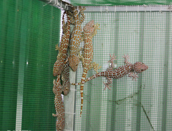 Tắc kè là con gì?