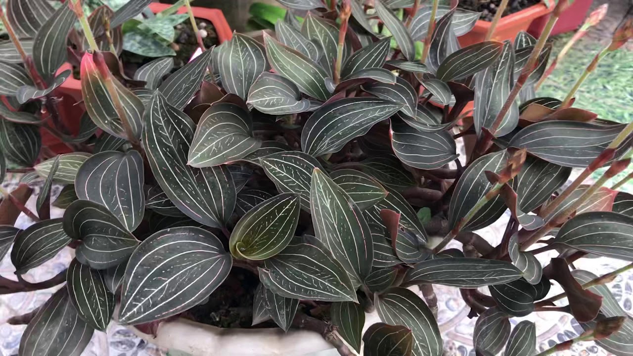 Địa chỉ bán lan kim tuyến tươi tại Hà Nội, HCM - 300k/lạng