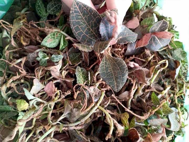 Cách sử dụng lan kim tuyến hiệu quả