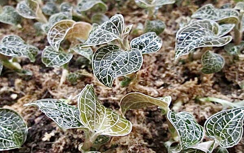 Địa chỉ bán lan kim tuyến tươi tại Hà Nội, HCM 