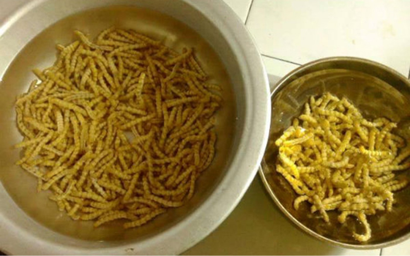 Cửa hàng bán sâu chít ngâm rượu tại Hà Nội 