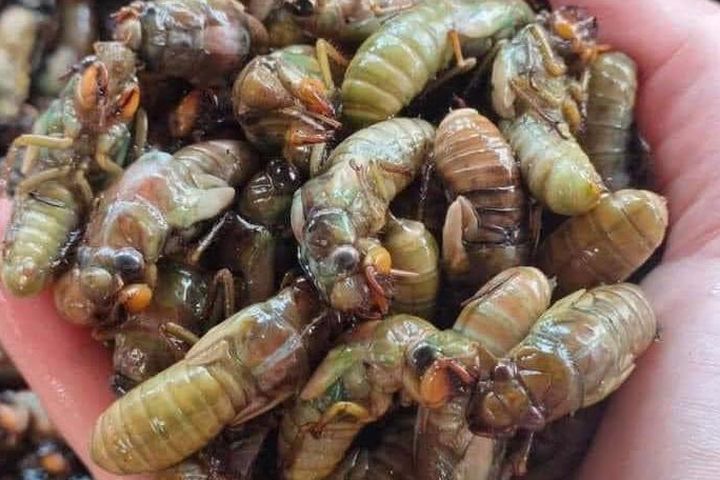 Giới thiệu Ve sầu non cho dân nhậu 