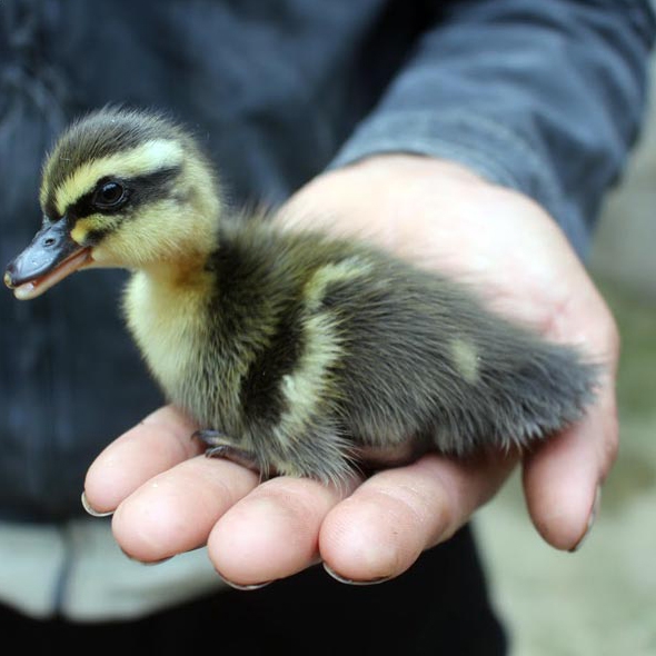 Vịt trời Giống chuẩn có đặc điểm gì nổi trội