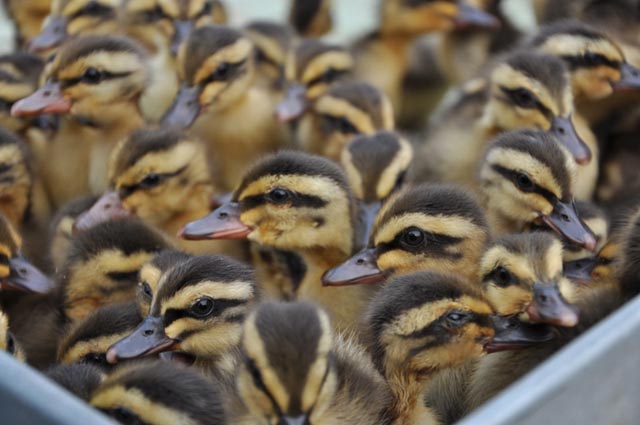 Cách chọn mua Vịt Trời giống tốt nhất