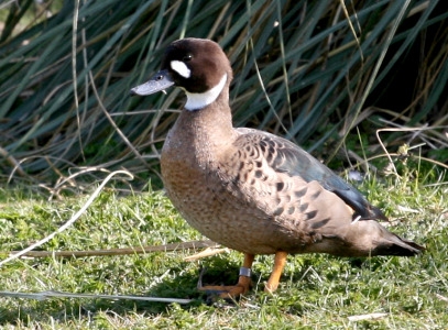 Bronze-winged Duck (Speculanas Specularis)