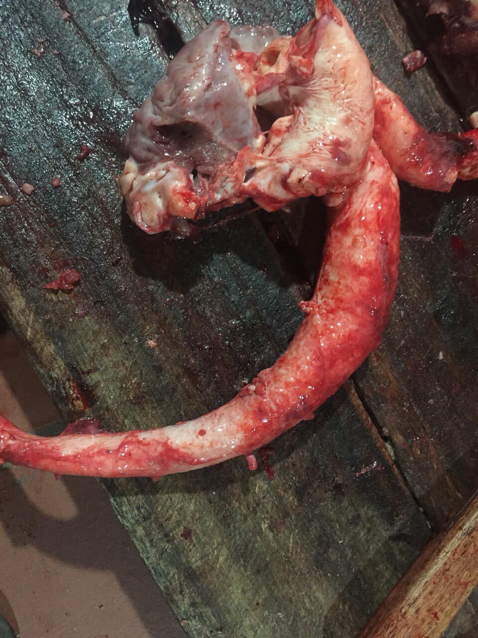 Giới thiệu về cuống tim bò