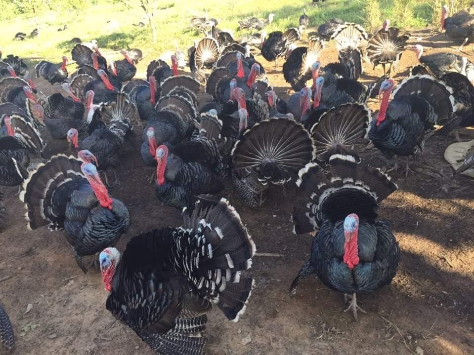  Thịt gà lôi ngon thịt chắc thơm 2