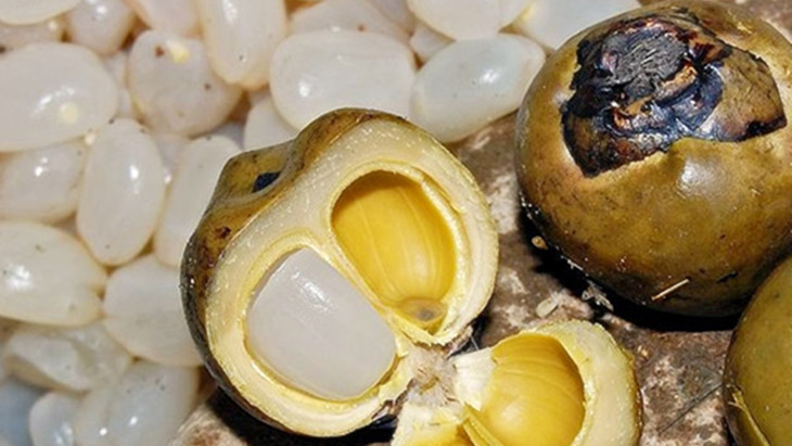 Giới thiệu về hạt đác tươi