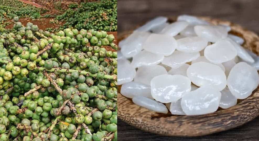 Địa chỉ mua hạt đác tươi uy tín