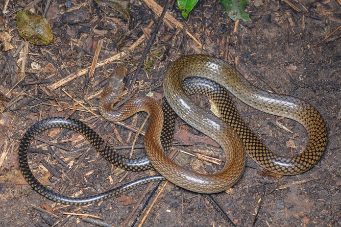 Giới thiệu về rắn ráo