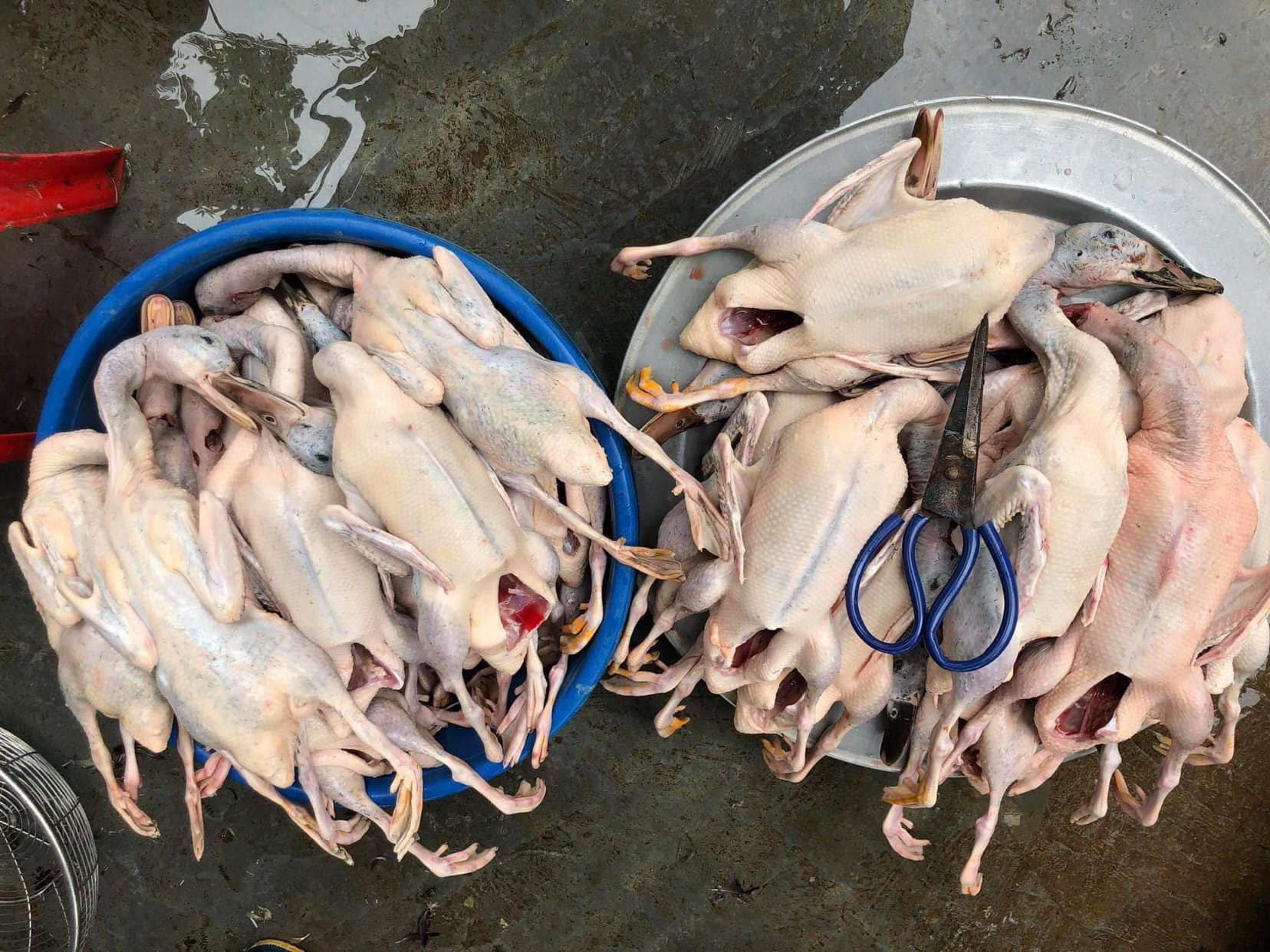 Cửa hàng bán Vịt trời ngon nhất quận Thanh Xuân