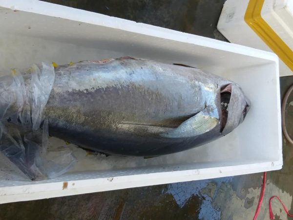 cá ngừ đại dương