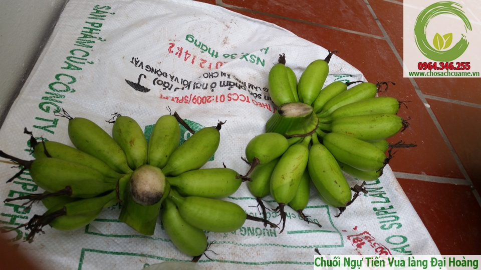 chuối ngự tiến vua