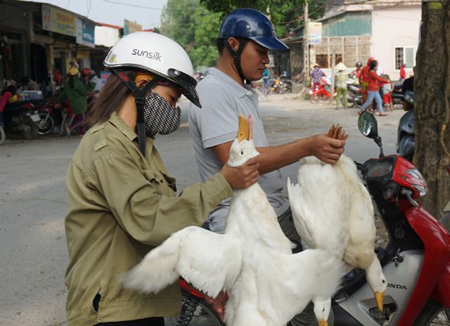 Vì Sao Con Rể Biếu Bố Vợ Thịt Vịt Ngày Tết Đoan Ngọ