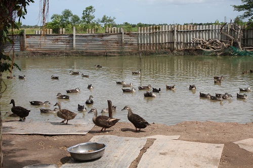 chuồng trại nuôi vịt trời	